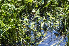 Sagittifolia Sagittaria наконечника водоросли с румяным sanguineum Sympetrum Dragonfly змеешейки стоковые изображения rf Sagittifolia Sagittaria наконечника водоросли с румяным sanguineum Sympetrum Dragonfly змеешейки стоковые изображения rf