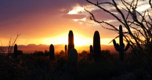 Saguaro At Sunset Royalty Free Stock Photos