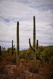 Saguaro cacti Carnegiea gigantea against cloudy sky in Arizona desert stock images Saguaro cacti Carnegiea gigantea against cloudy sky in Arizona desert stock images