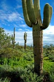 Saguaro Cactus Royalty Free Stock Photo