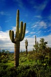 Saguaro Cactus 9 Royalty Free Stock Photos