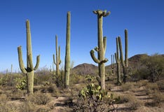Saguaro Cactus Saguaro Cactus
