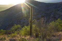 Saguaro Cactus in the Sonoran Desert in Arizona royalty free stock photo Saguaro Cactus in the Sonoran Desert in Arizona royalty free stock photo