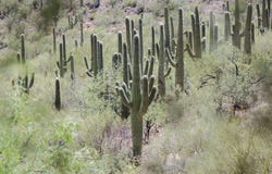 Saguaro-Kaktuswüstenberge, kolossaler Höhlen-Gebirgspark, Arizona lizenzfreie stockfotografie Saguaro-Kaktuswüstenberge, kolossaler Höhlen-Gebirgspark, Arizona lizenzfreie stockfotografie