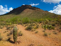 Saguaro National Park, AZ Stock Image Saguaro National Park, AZ Stock Image