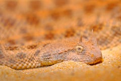 Saharan horned desert viper, Cerastes cerastes, in Northern Africa. Supraorbital stock photo Saharan horned desert viper, Cerastes cerastes, in Northern Africa. Supraorbital stock photo