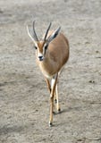 Saharawi Dorcas Gazelle Stock Photo Saharawi Dorcas Gazelle Stock Photo