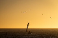 Sailboat and Seagulls at Dusk royalty free stock photography Sailboat and Seagulls at Dusk royalty free stock photography