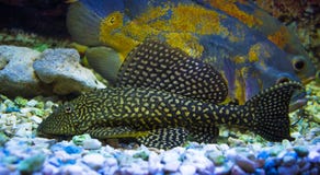 Sailfin Pleco Plecostumusvissen Loricariidae royalty-vrije stock foto's Sailfin Pleco Plecostumusvissen Loricariidae royalty-vrije stock foto's