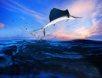 Sailfish που πετά πέρα από την μπλε ωκεάνια χρήση θάλασσας για τη θαλάσσια ζωή και την όμορφη υδρόβια φύση στοκ φωτογραφία με δικαίωμα ελεύθερης χρήσης Sailfish που πετά πέρα από την μπλε ωκεάνια χρήση θάλασσας για τη θαλάσσια ζωή και την όμορφη υδρόβια φύση στοκ φωτογραφία με δικαίωμα ελεύθερης χρήσης