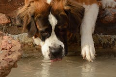 Saint Bernard Dog drinking water stock images Saint Bernard Dog drinking water stock images