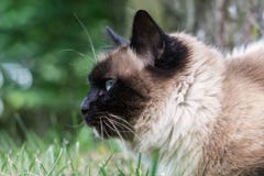 Sakral katt av Burman royaltyfri foto Sakral katt av Burman royaltyfri foto