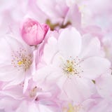 sakura στοκ εικόνες sakura στοκ εικόνες