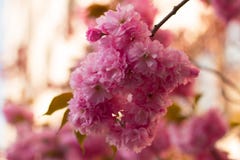 Sakura Fleurs de cerisier Japon image stock Sakura Fleurs de cerisier Japon image stock