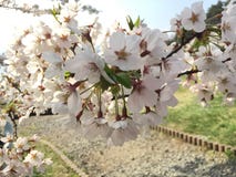 Sakura in Japan royalty-vrije stock foto's Sakura in Japan royalty-vrije stock foto's