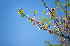 Sakura körsbärsröd blomning i vår, härliga rosa blommor mot den blåa himlen royaltyfri foto Sakura körsbärsröd blomning i vår, härliga rosa blommor mot den blåa himlen royaltyfri foto