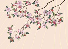 Sakura, Spring, Stock Photography