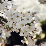 Sakura& x28 κεράσι blossom& x29 στο Πεκίνο Κίνα στοκ εικόνες με δικαίωμα ελεύθερης χρήσης Sakura& x28 κεράσι blossom& x29 στο Πεκίνο Κίνα στοκ εικόνες με δικαίωμα ελεύθερης χρήσης