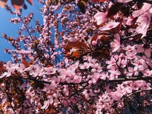 Λουλούδια Sakura ανθών στοκ εικόνες Λουλούδια Sakura ανθών στοκ εικόνες