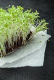 Salad vegetable sprouts, micro-green on a black background, vertically royalty free stock photo Salad vegetable sprouts, micro-green on a black background, vertically royalty free stock photo
