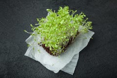 Salada micro-verde fresca com raizes no papel em um fundo preto Estimulante da imunidade e prolongação da juventude imagem de stock royalty free Salada micro-verde fresca com raizes no papel em um fundo preto Estimulante da imunidade e prolongação da juventude imagem de stock royalty free