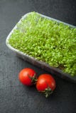 Salada micro-verde orgânica em um recipiente plástico com tomates vermelhos produto do Anti-esforço foto de stock Salada micro-verde orgânica em um recipiente plástico com tomates vermelhos produto do Anti-esforço foto de stock