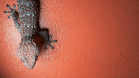 Salamandra en la pared anaranjada almacen de metraje de vídeo Salamandra en la pared anaranjada almacen de metraje de vídeo