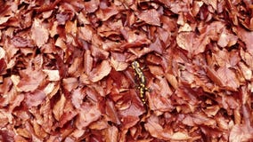 Salamandra que rasteja em uma mãe da folha e em uma madrasta, vista superior vídeos de arquivo Salamandra que rasteja em uma mãe da folha e em uma madrasta, vista superior vídeos de arquivo