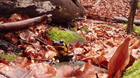 Salamandra que rasteja na mola adiantada da podridão marrom das folhas nas florestas da montanha vídeos de arquivo Salamandra que rasteja na mola adiantada da podridão marrom das folhas nas florestas da montanha vídeos de arquivo