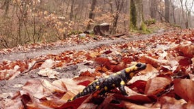 Salamandra que rasteja na mola adiantada da podridão marrom das folhas nas florestas da montanha vídeos de arquivo Salamandra que rasteja na mola adiantada da podridão marrom das folhas nas florestas da montanha vídeos de arquivo