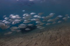 Salema porgy, sarpa salpa zdjęcia stock Salema porgy, sarpa salpa zdjęcia stock