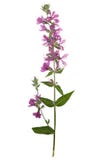 Salicaire commune pressée et sèche de fleur lumineuse image stock Salicaire commune pressée et sèche de fleur lumineuse image stock