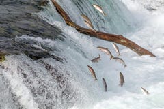 Salmon Jumping Over os ribeiros cai no parque nacional de Katmai, Alaska imagem de stock royalty free Salmon Jumping Over os ribeiros cai no parque nacional de Katmai, Alaska imagem de stock royalty free