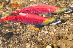 Salmone rosso che depone uova, Columbia Britannica, Canada fotografia stock Salmone rosso che depone uova, Columbia Britannica, Canada fotografia stock
