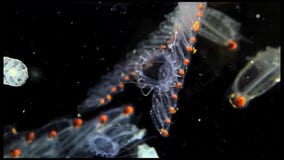 Salp in Marine onder microscoop stock fotografie Salp in Marine onder microscoop stock fotografie