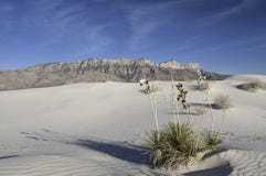 Salt Basin Dunes in Guadalupe Mountains National Park Stock Images Salt Basin Dunes in Guadalupe Mountains National Park Stock Images