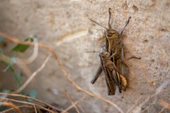 Saltamontes que se acoplan en una pared de piedra fotografía de archivo Saltamontes que se acoplan en una pared de piedra fotografía de archivo