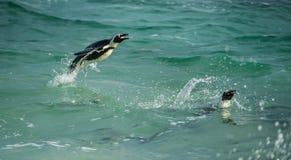 Saltare africano del pinguino dell'acqua fotografia stock libera da diritti Saltare africano del pinguino dell'acqua fotografia stock libera da diritti