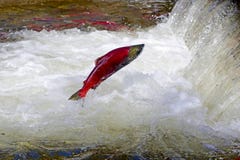 Salto dos salmões de Sockeye imagens de stock royalty free Salto dos salmões de Sockeye imagens de stock royalty free