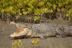 Saltwater Crocodile or Crocodilus porosus, Sundarbans, West Benga