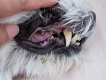Salute con la bocca del mal di denti del cane, della carie dentaria e delle macchie del calcare immagini stock Salute con la bocca del mal di denti del cane, della carie dentaria e delle macchie del calcare immagini stock