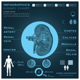 Salute di Infographic Infocharts del rene e medico illustrazione di stock Salute di Infographic Infocharts del rene e medico illustrazione di stock