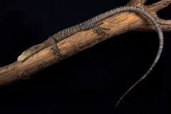 Salvadorii de Varanus de moniteur de crocodile images libres de droits Salvadorii de Varanus de moniteur de crocodile images libres de droits