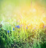 Salvaje olvídeme no las flores en hierba de la primavera en fondo soleado de la naturaleza con el bokeh fotografía de archivo Salvaje olvídeme no las flores en hierba de la primavera en fondo soleado de la naturaleza con el bokeh fotografía de archivo