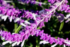 Salvia leucantha, Mexican Sage, Velvet Sage royalty free stock photography Salvia leucantha, Mexican Sage, Velvet Sage royalty free stock photography