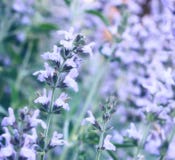Salvia o fioritura dei fiori di salvia fotografie stock libere da diritti Salvia o fioritura dei fiori di salvia fotografie stock libere da diritti