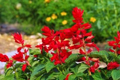Salvia splendens or scarlet sage stock image Salvia splendens or scarlet sage stock image