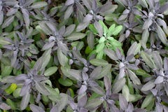 Salvia viola fotografie stock Salvia viola fotografie stock
