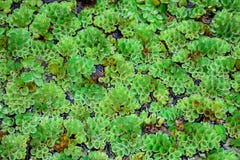 Salvinia natans texture close-up royalty free stock photos Salvinia natans texture close-up royalty free stock photos