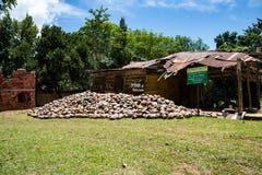 Samana, Repubblica dominicana, il 10 aprile 2019 azienda agricola della noce di cocco di //nella Repubblica dominicana: montagna immagine stock Samana, Repubblica dominicana, il 10 aprile 2019 azienda agricola della noce di cocco di //nella Repubblica dominicana: montagna immagine stock